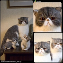 羊毛フェルト_エキゾチックショートヘア needlefelt exoticshorthair 