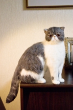 羊毛フェルト_エキゾチックショートヘア needlefelt exoticshorthair 