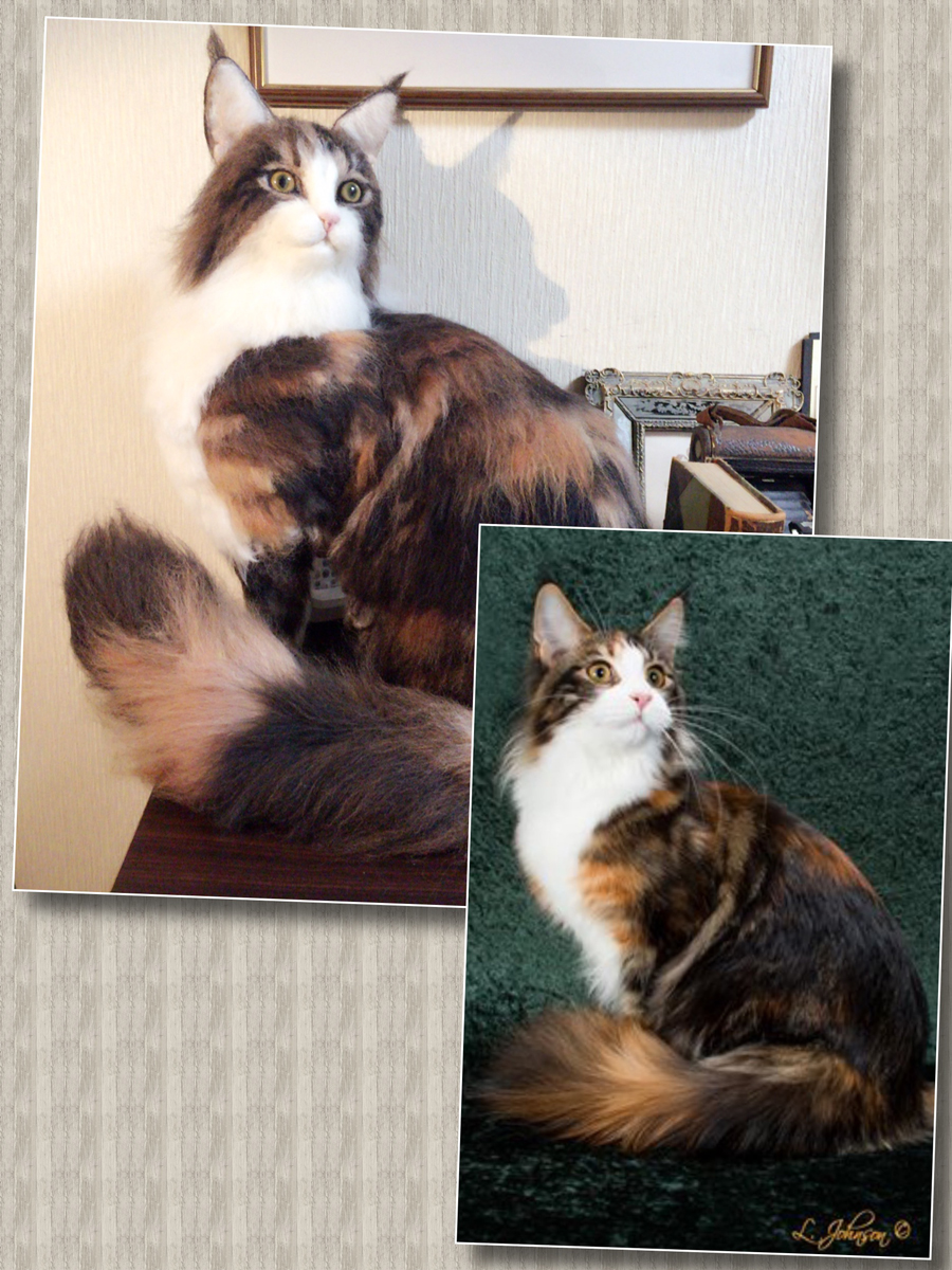 Gallery – Pontekoshka-needle felting animals 羊毛フェルト